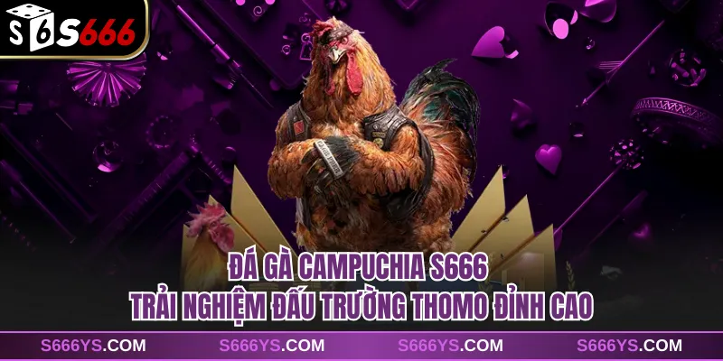Đá Gà Campuchia S666 - Trải Nghiệm Đấu Trường Thomo Đỉnh Cao