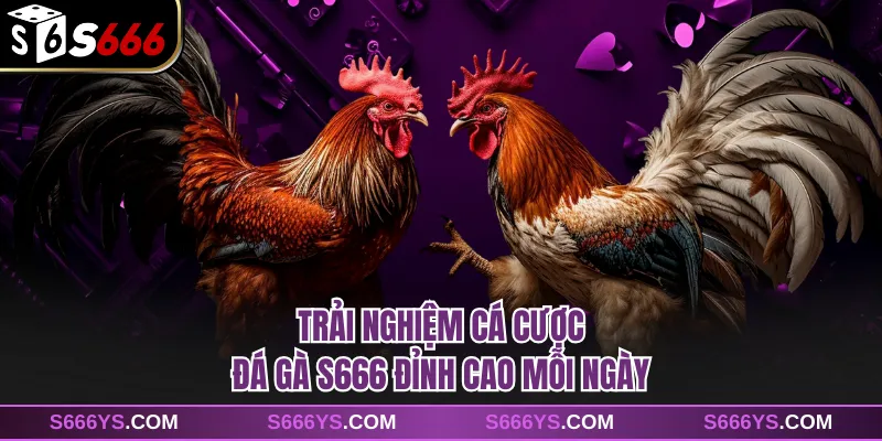 Trải nghiệm cá cược đá gà S666 đỉnh cao mỗi ngày
